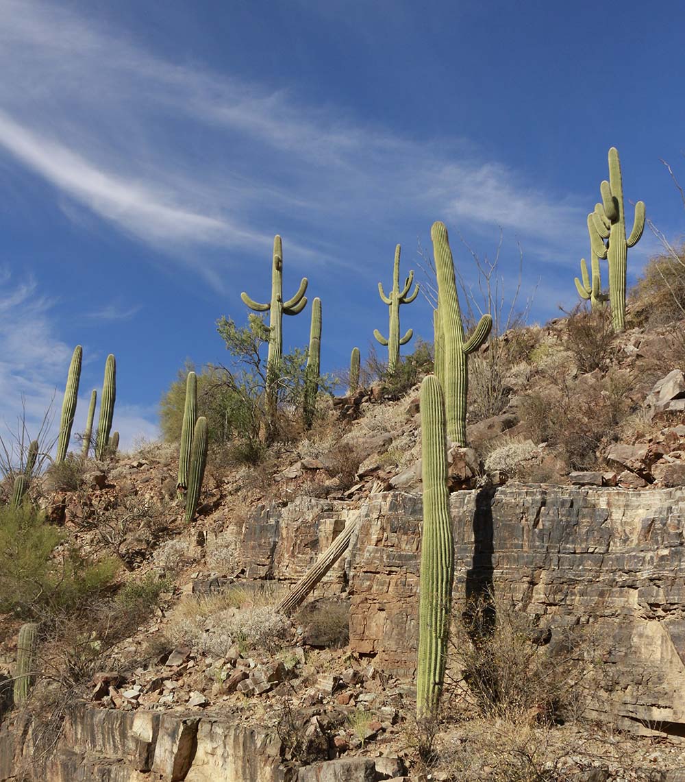 Things To Do in Saguaro National Park : Weekend Guide to Saguaro